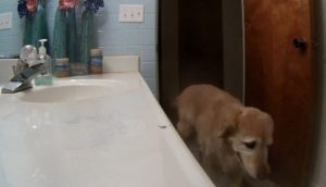 Graban a un aterrado perrito encerrándose en el baño para poder superar su trauma