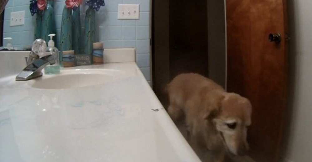 Graban a un aterrado perrito encerrándose en el baño para poder superar su trauma