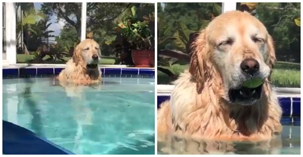 No entienden cómo su perrita se queda dormida siempre que entra al agua y el vídeo se hace viral