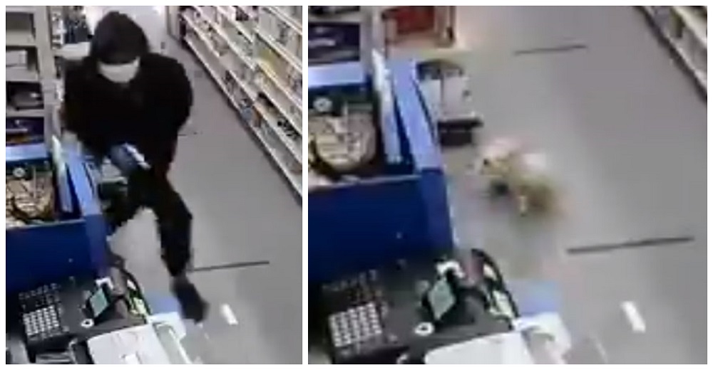 C谩maras de seguridad graban al mini h茅roe canino que hizo que los ladrones huyeran despavoridos C谩maras de seguridad graban al mini h茅roe canino que hizo que los ladrones huyeran despavoridos