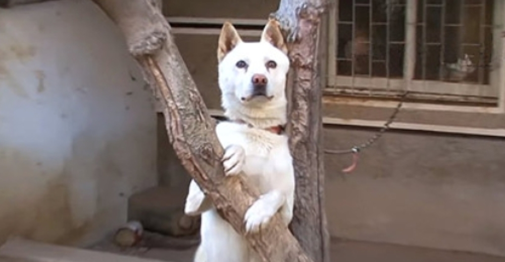 El perrito que esperó cada día para reencontrarse con sus dueños, nunca perdió la fe El perrito que esperó cada día para reencontrarse con sus dueños, nunca perdió la fe