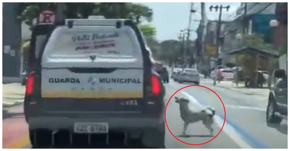 Un leal perro persigue desesperado la patrulla policial en la que trasladan a su dueño