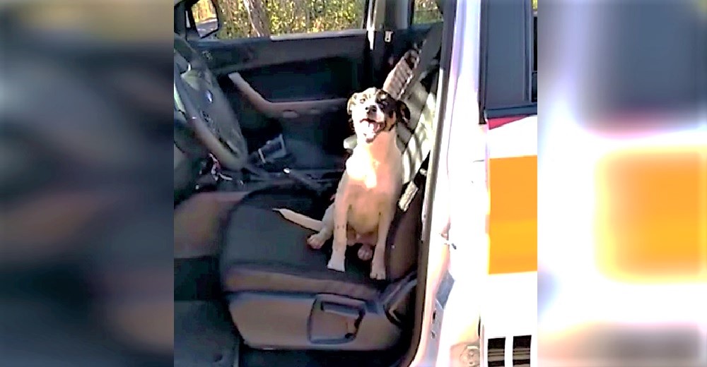 Un perrito entra en un vehículo policial suplicándole a los agentes que lo ayuden Un perrito entra en un vehículo policial suplicándole a los agentes que lo ayuden
