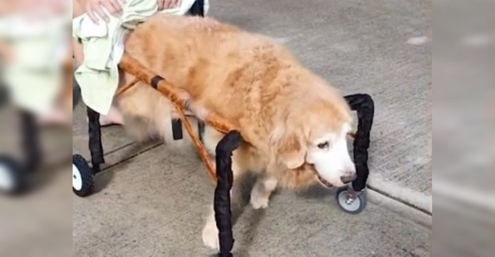 Se niegan a abandonar a su anciano perrito y construyen una silla para que pueda caminar