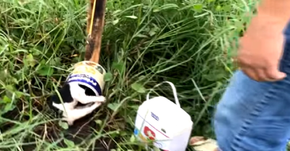 Escuchan el llanto desesperado de una criatura atrapada en una trampa para ratones Escuchan el llanto desesperado de una criatura atrapada en una trampa para ratones