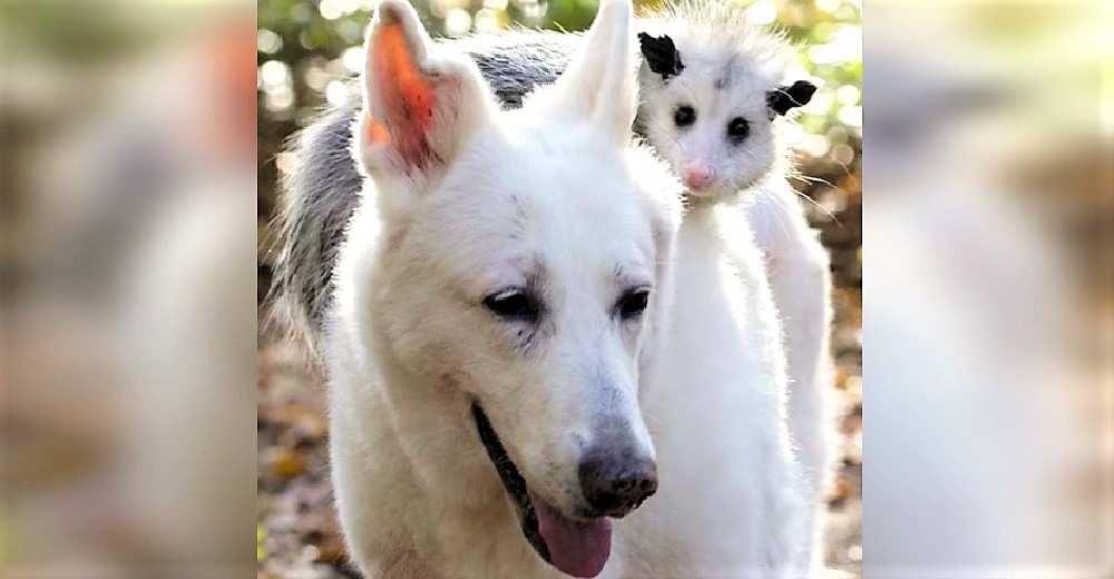 La bebé zarigüeya que sobrevivió tras perder a su madre es adoptada por una perrita La bebé zarigüeya que sobrevivió tras perder a su madre es adoptada por una perrita