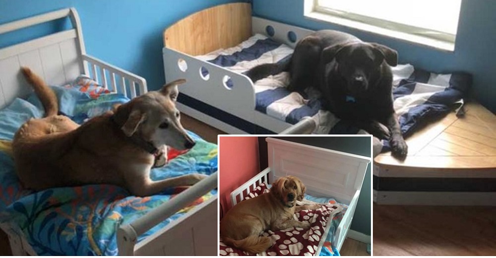 Una familia rescata 7 perritos desamparados y le da a cada uno su propia camita Una familia rescata 7 perritos desamparados y le da a cada uno su propia camita