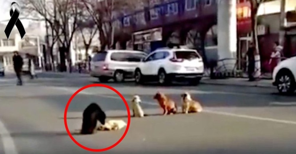 4 perros bloquean el tráfico para proteger el cuerpo sin vida de su amigo atropellado 4 perros bloquean el tráfico para proteger el cuerpo sin vida de su amigo atropellado