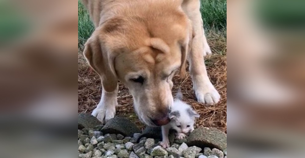 Perrito encuentra a una gatita de 2 días dejada a su suerte en una enorme granja y la salva