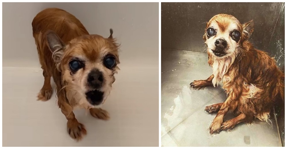 Graba los berrinches de su diminuto perro antes y después del baño, lleva 17 años luchando