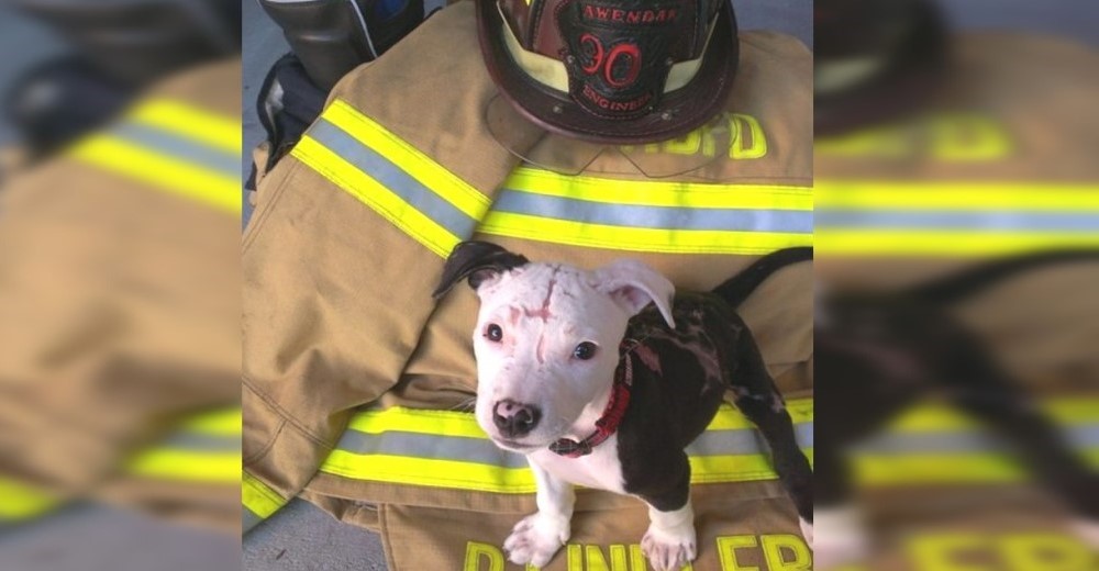Sufre fuertes quemaduras cuando era un cachorro y ahora salva vidas con los bomberos Sufre fuertes quemaduras cuando era un cachorro y ahora salva vidas con los bomberos