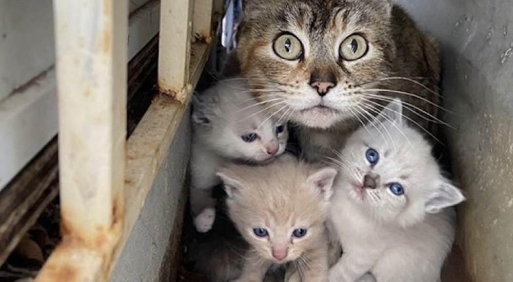 Mamá gata protege a sus gatitos en el patio pero cuando llega la ayuda huye sin sus pequeños Mamá gata protege a sus gatitos en el patio pero cuando llega la ayuda huye sin sus pequeños