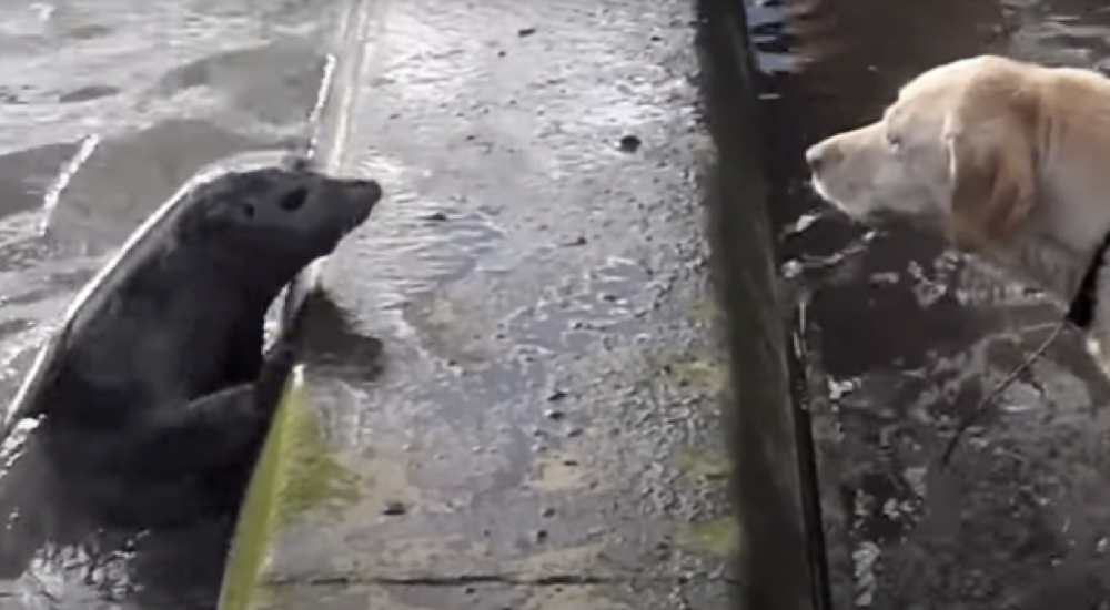 Graba el encuentro entre su perro y una foca con quien terminó jugando a esconderse Graba el encuentro entre su perro y una foca con quien terminó jugando a esconderse