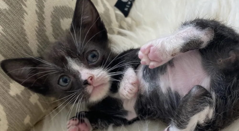 Minino del tamaño de una palma florece en un hermoso gato y encuentra la casa de sus sueños Minino del tamaño de una palma florece en un hermoso gato y encuentra la casa de sus sueños