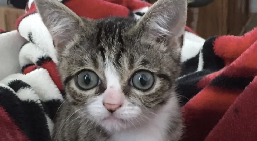 Gatito abandonado que vivió en la calle por fin encuentra el hogar lleno de amor con el que soñó Gatito abandonado que vivió en la calle por fin encuentra el hogar lleno de amor con el que soñó