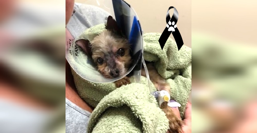 Lleva a su perrita anciana a una peluquera canina de confianza y en pocos días debe sacrificarla Lleva a su perrita anciana a una peluquera canina de confianza y en pocos días debe sacrificarla