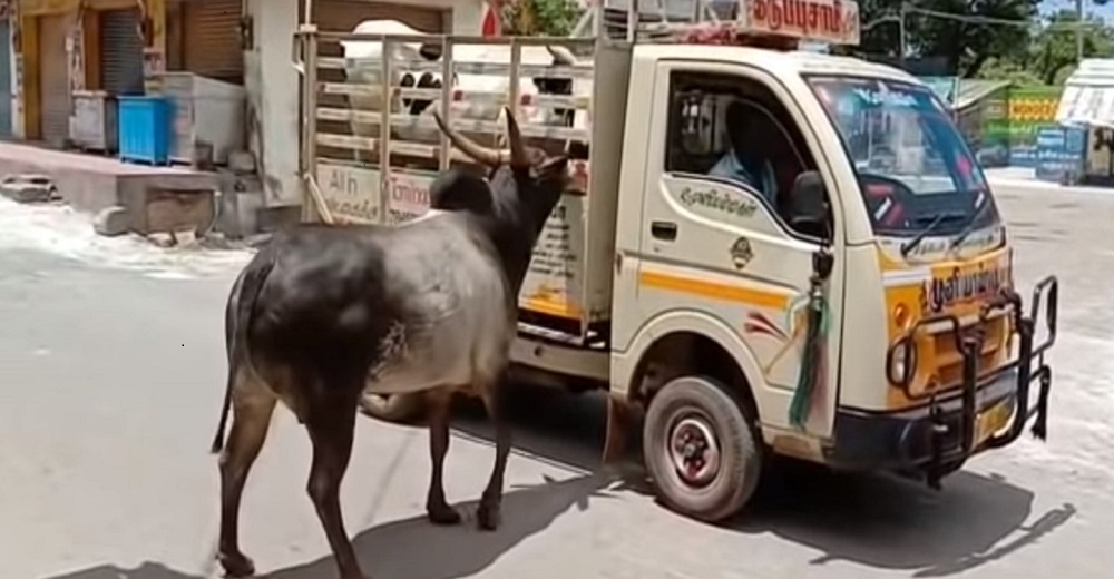 Un toro persigue con desespero el camión que se llevaba a su amada vaca para impedirlo Un toro persigue con desespero el camión que se llevaba a su amada vaca para impedirlo