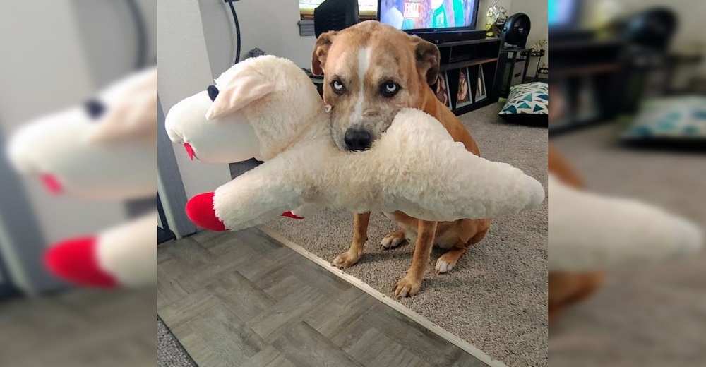 Un perro protege y alimenta a un peluche como si fuera su propio cachorro Un perro protege y alimenta a un peluche como si fuera su propio cachorro