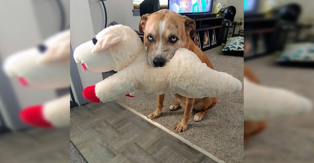 Un perro protege y alimenta a un peluche como si fuera su propio cachorro