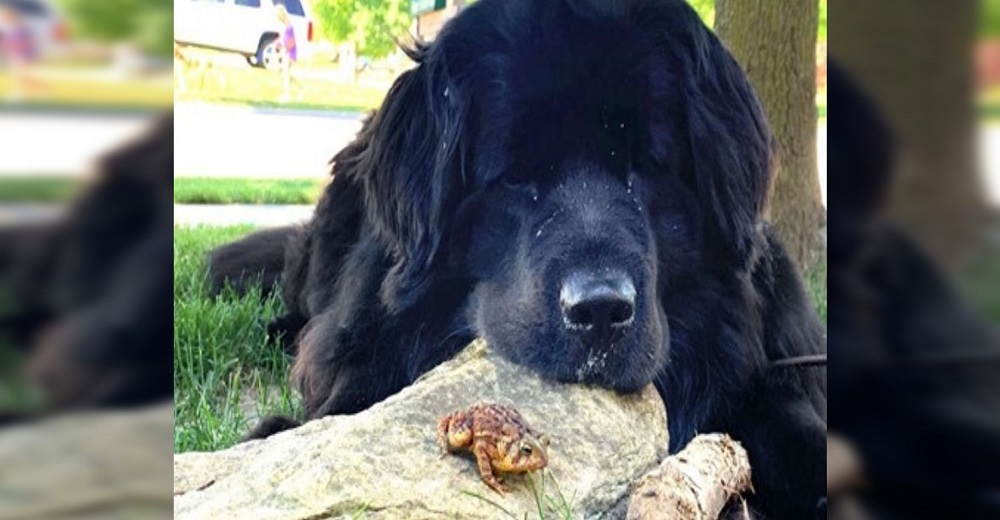 Pequeño sapito salvaje y una gigante perrita tienen todas las noches una cita para pasar el rato