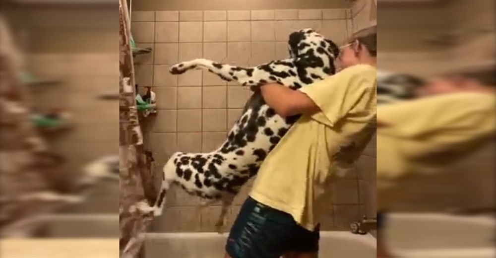 Intenta bañar a su perro y termina tan arrepentida que confirma que será la última vez Intenta bañar a su perro y termina tan arrepentida que confirma que será la última vez