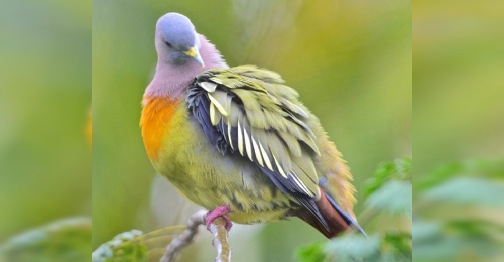 El ave más colorida y bella del mundo hipnotiza a millones en las redes