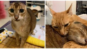 Gato que perdió sus orejas consigue un hogar para siempre y conoce a su mejor amigo