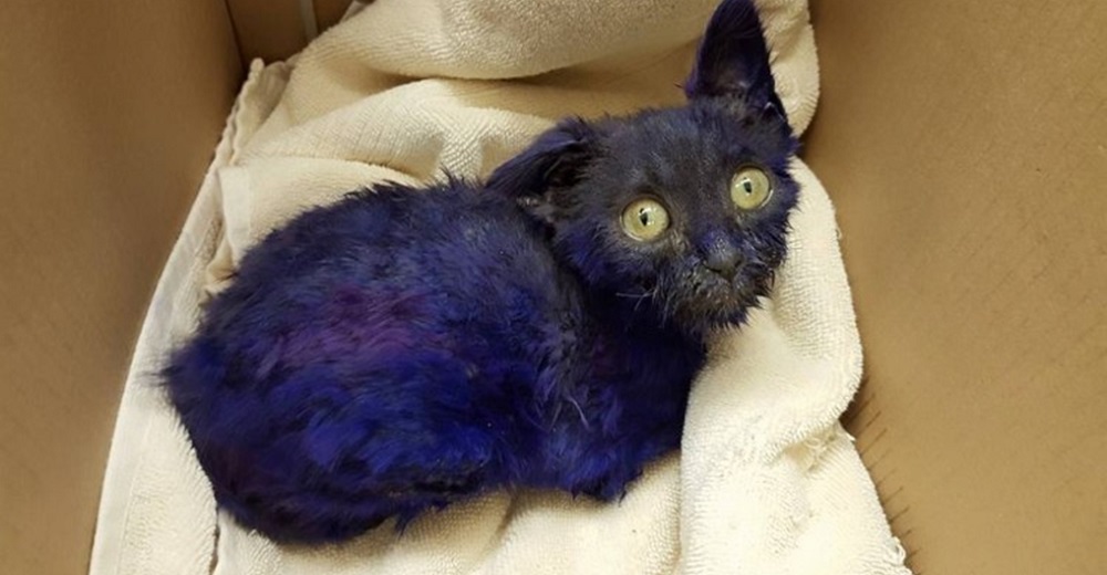 El gato púrpura que sufrió en manos de corazones despiadados logra una transformación milagrosa