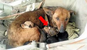 Encuentran a una perrita acurrucando a un bebé abandonado como si fuera uno más de sus cachorros