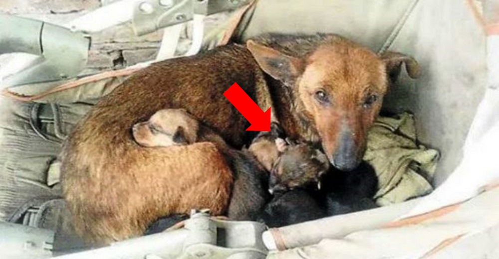 Encuentran a una perrita acurrucando a un bebé abandonado como si fuera uno más de sus cachorros Encuentran a una perrita acurrucando a un bebé abandonado como si fuera uno más de sus cachorros