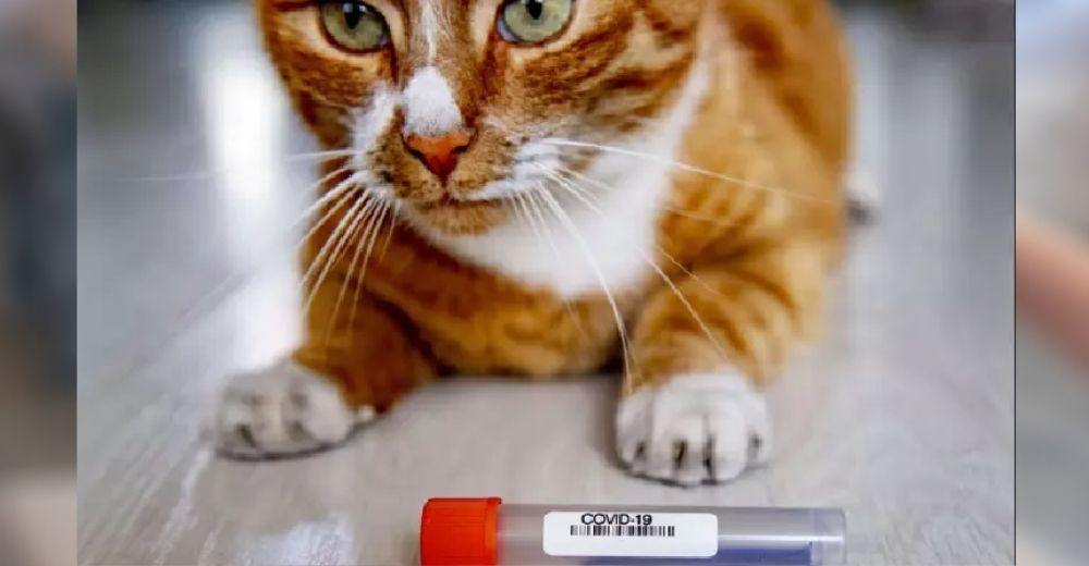 Hablan los especialistas en salud tras confirmar que un gato doméstico dio positivo por Covid Hablan los especialistas en salud tras confirmar que un gato doméstico dio positivo por Covid