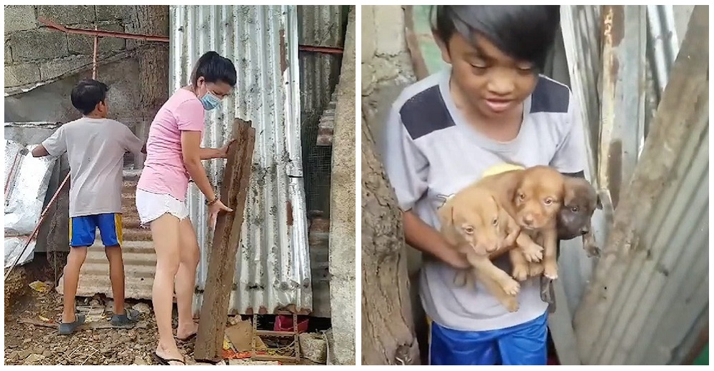 Una mujer y su hijo salvan la vida de 3 cachorritos que fueron abandonados entre escombros