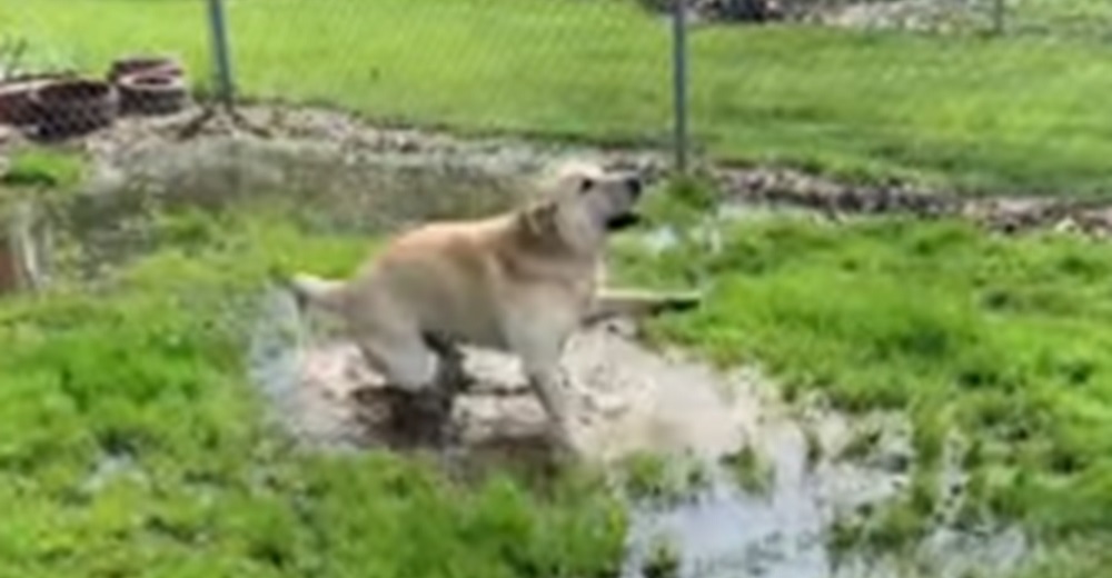 Perrito con delicada enfermedad neurológica descubre la felicidad de chapotear en un charco