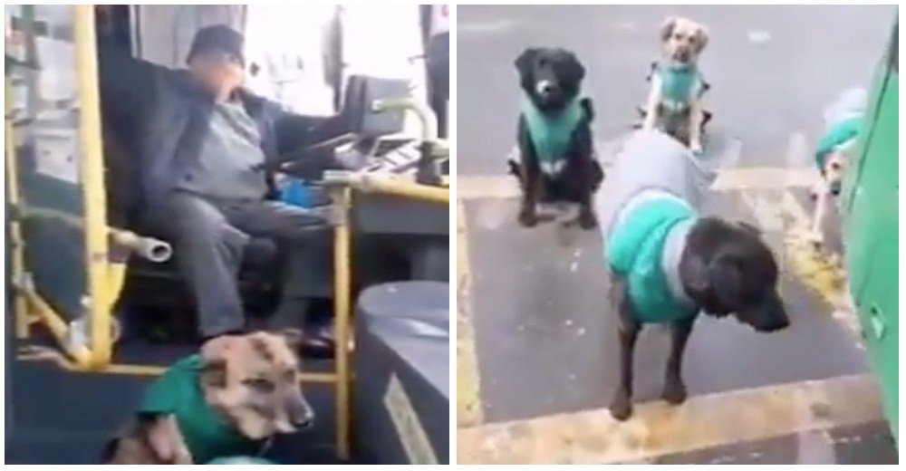Aparecen en el autobús los nuevos perritos contratados y uniformados impactando a los pasajeros