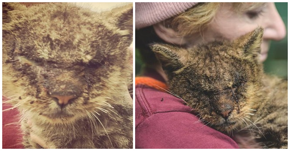 Nadie quería tocar a un pobre gatito por su lamentable estado tras un año sin contacto humano