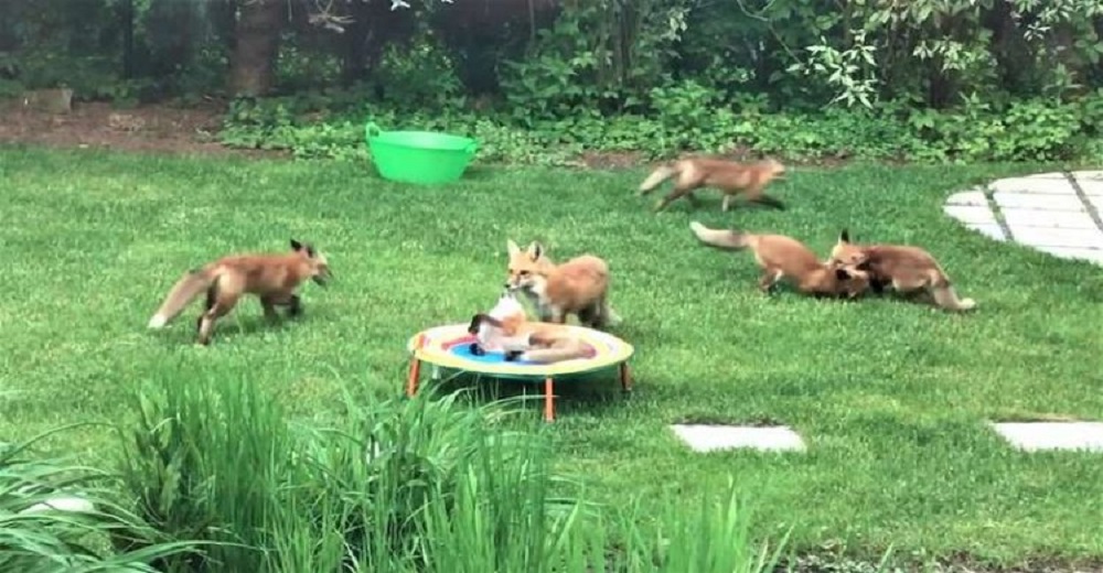 Zorritos bebés invaden el patio de un hogar y lo eligen como su mejor parque de diversiones