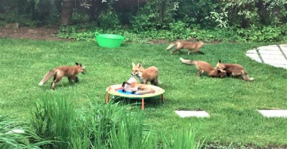 Zorritos bebés invaden el patio de un hogar y lo eligen como su mejor parque de diversiones Zorritos bebés invaden el patio de un hogar y lo eligen como su mejor parque de diversiones