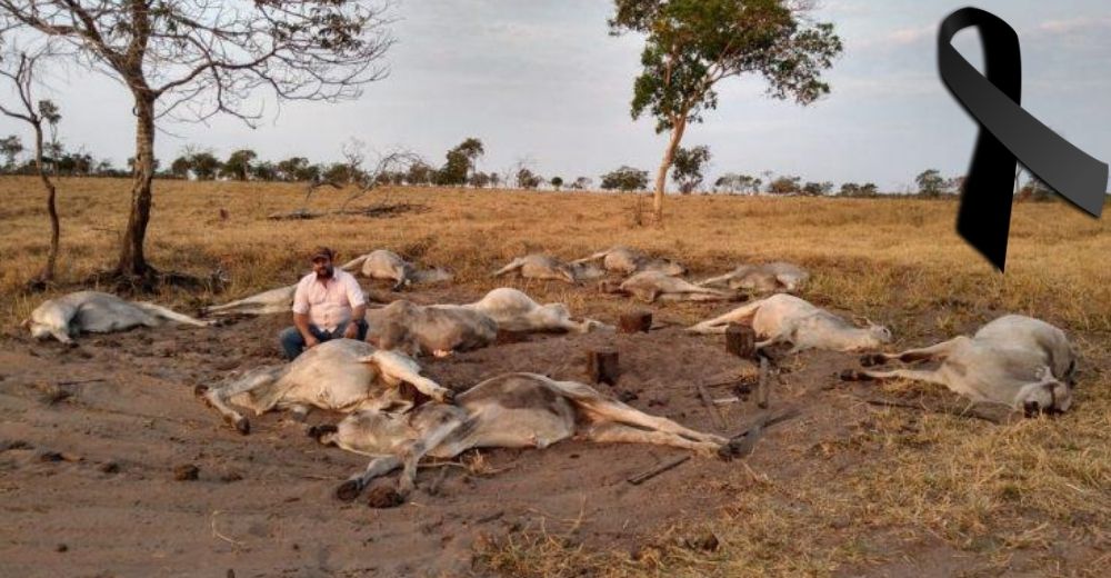 La tragedia de cientos de animales que perdieron la vida sin recibir ayuda causa conmoción