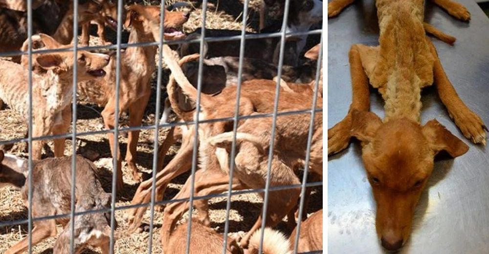 Rescatan 41 perritos convertidos en saco de huesos, nunca habían visto un deterioro tan extremo Rescatan 41 perritos convertidos en saco de huesos, nunca habían visto un deterioro tan extremo