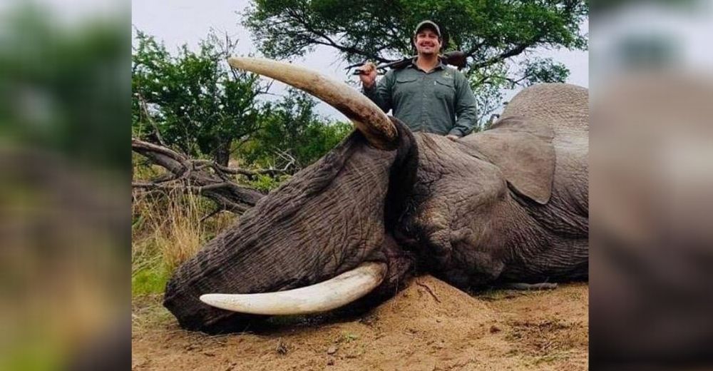 «No rompí ninguna ley» – Se justifica el hombre que pagó 40 mil dólares para cazar un elefante