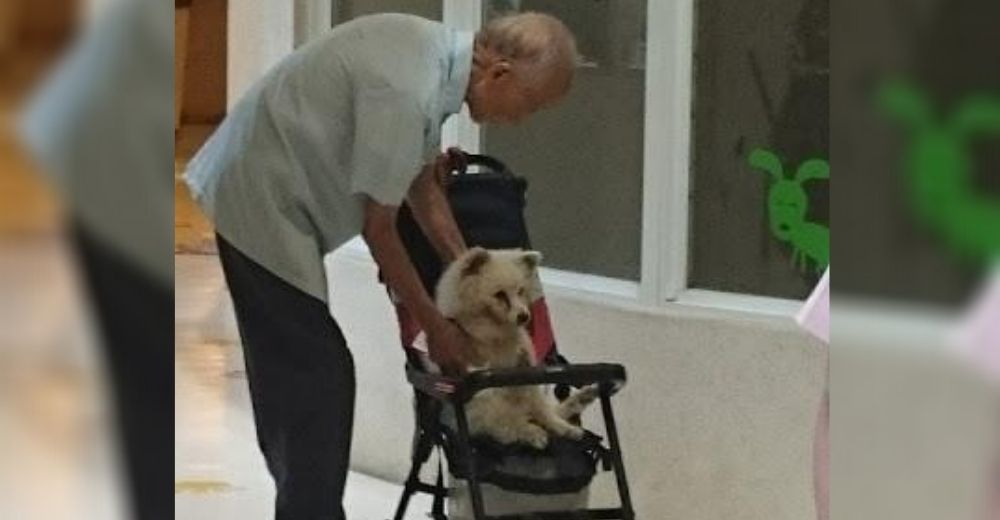 Captan a un anciano intentando trasladar un perro en el carrito de un bebé