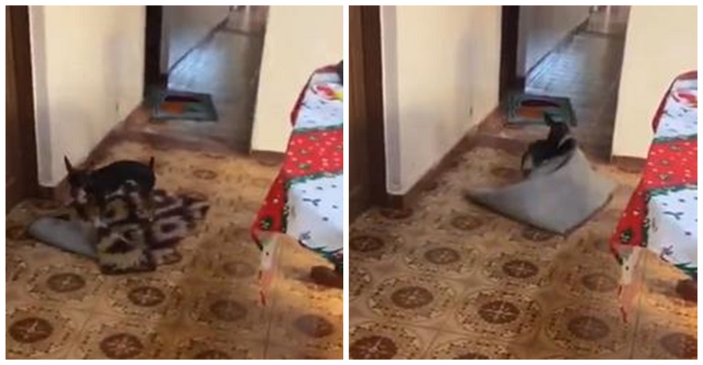 Perrita siempre corre a mover las alfombras para abrirle paso a la silla de ruedas de la abuela