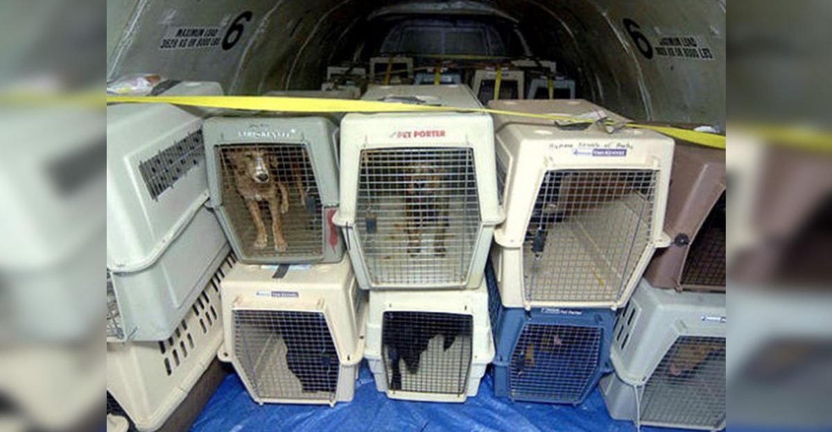 «No somos equipaje, somos seres vivos», la campaña viral para que las mascotas viajen en cabina