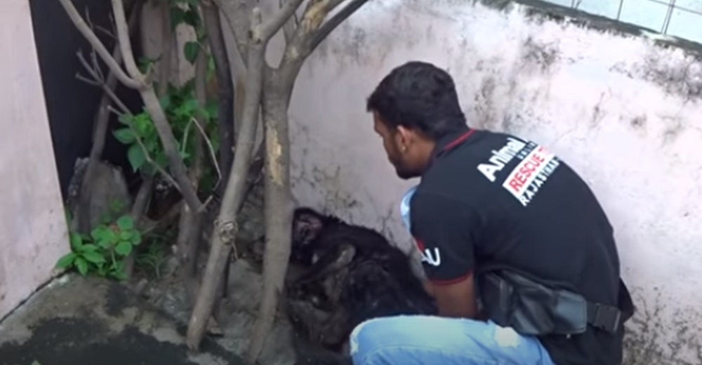 Perrito anciano muy afligido y adolorido se esconde detrás de un árbol esperando su final