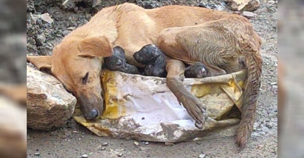 Perrita colapsa aferrada a sus cachorros tras el tremendo esfuerzo de dar a luz entre escombros