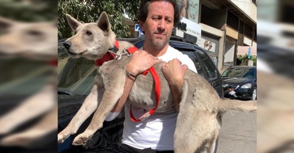 Muchas mascotas se reencuentran con sus familias tras huir despavoridas por una tragedia Muchas mascotas se reencuentran con sus familias tras huir despavoridas por una tragedia