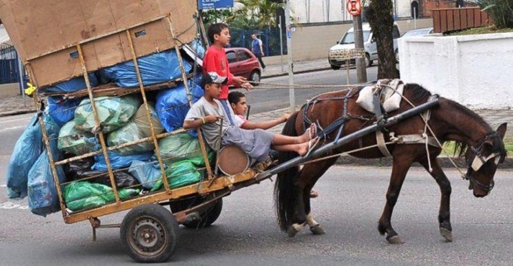 Un decreto obliga a quienes usan caballos para trasladar carga pesada a darlos en adopción Un decreto obliga a quienes usan caballos para trasladar carga pesada a darlos en adopción
