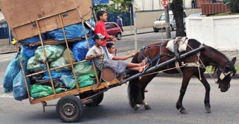 «Dijeron ¡basta!» – Darán en adopción a más de 500 caballos de carga y paseos turísticos «Dijeron ¡basta!» – Darán en adopción a más de 500 caballos de carga y paseos turísticos