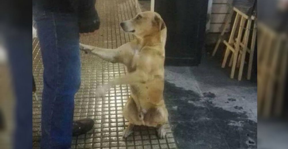 Captan a un perro callejero que aprendió a extender educadamente su patita para suplicar comida