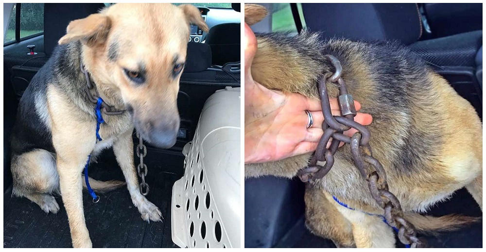 Llegaba tarde a su cita de trabajo pero vio una perrita con una cadena de 10 kilos en su cuello Llegaba tarde a su cita de trabajo pero vio una perrita con una cadena de 10 kilos en su cuello